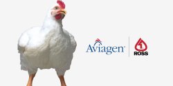 Aviagen® reforça compromisso com inovação avícola no Alimenta 2025