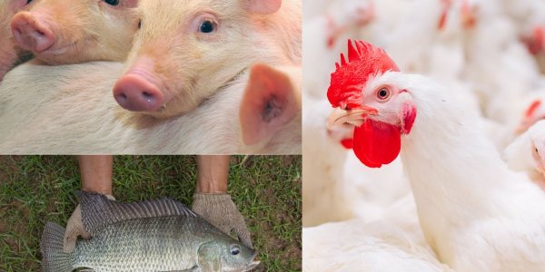 Lorem ipsum dolor sit amet consectetur