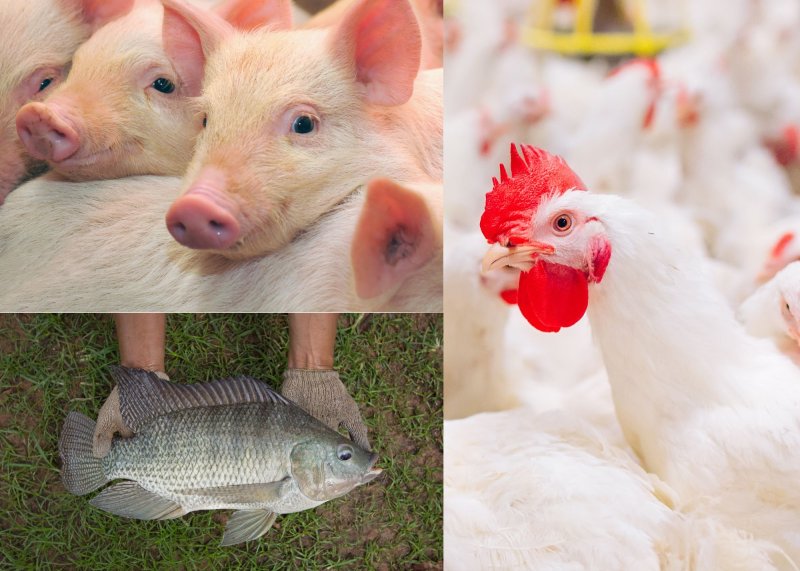 Alimenta 2025 será espaço estratégico para discutir o futuro da proteína animal no Brasil